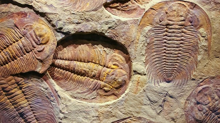 The Biblical Flood and Fossil Layers: A Connection